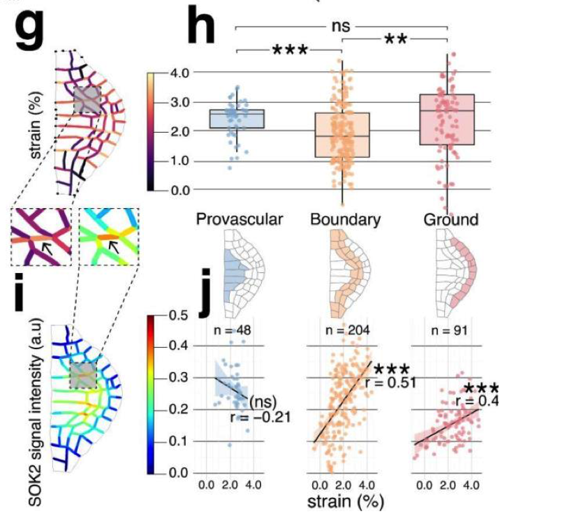A set of simulations on SOSEKI positioning and cell wall strain